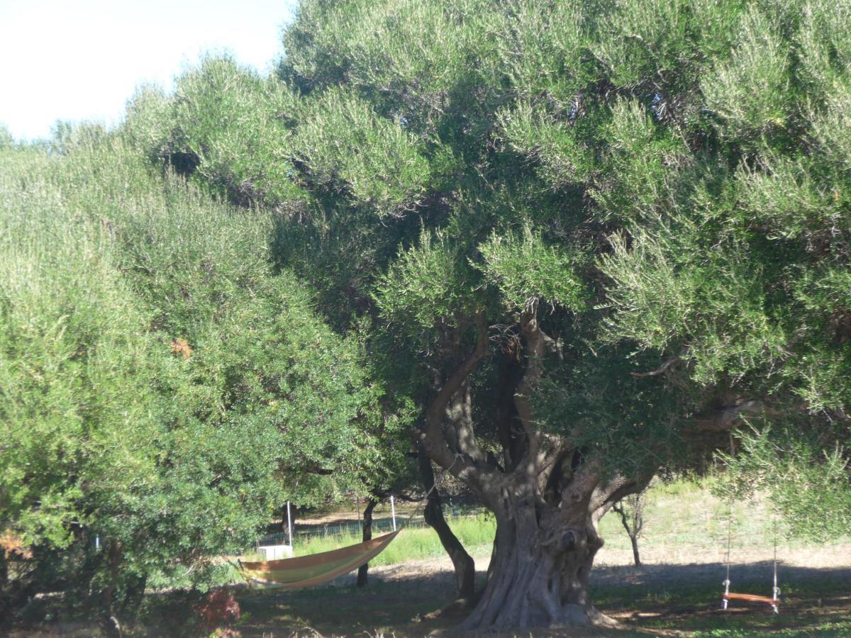 Agriturismo Gli Olivastri -Appartamento Bel Vedere Con Piscina ,Solarium E Vista Mare,Climatizzatore ,Wifi Aglientu Ngoại thất bức ảnh